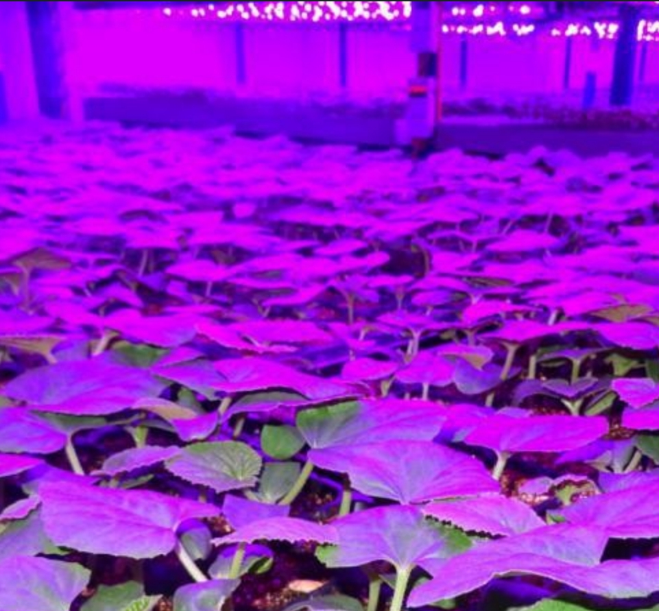 Cum să utilizați luminile pentru creșterea plantelor pentru a optimiza mediul de creștere al plantelor de interior