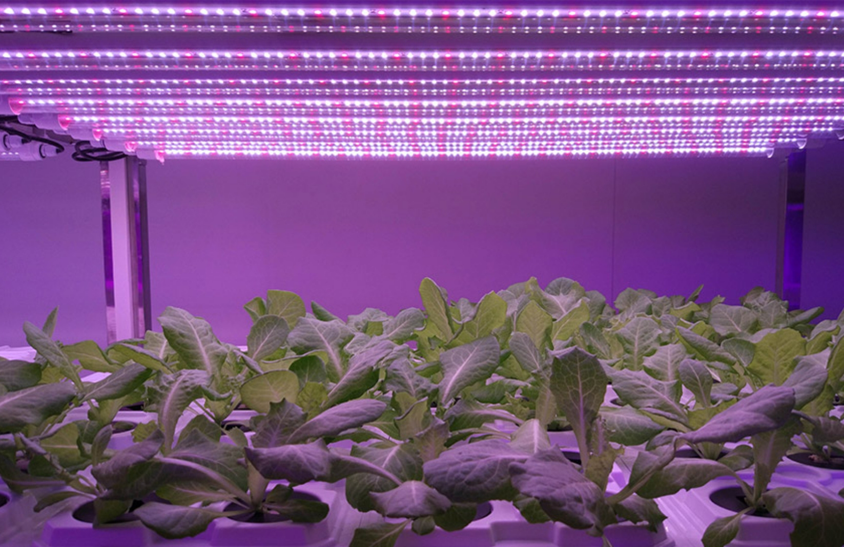 Aplicarea iluminatului plantelor LED în China