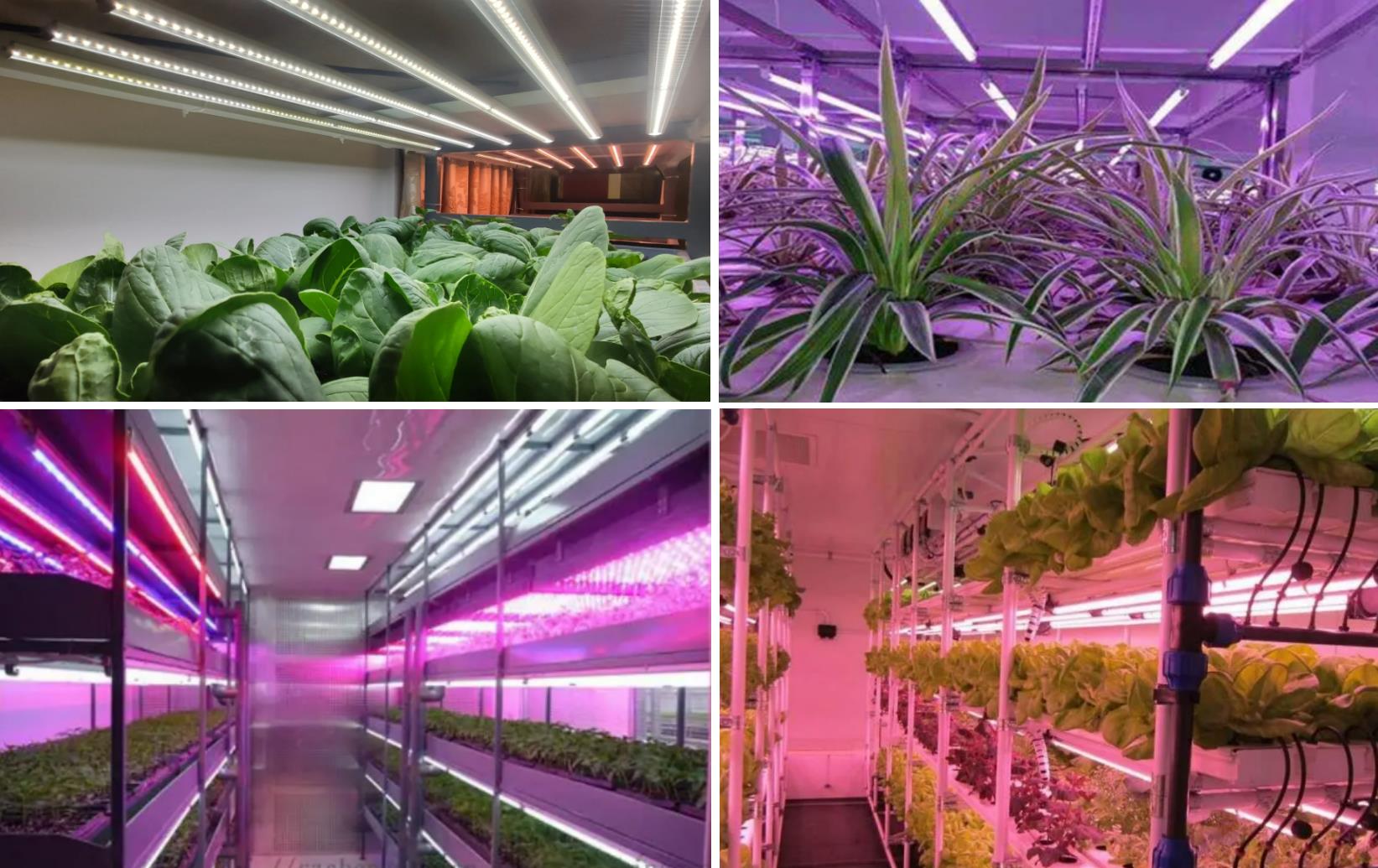 Considerații pentru alegerea carcaselor cu tuburi cu LED -uri impermeabile în iluminarea plantelor